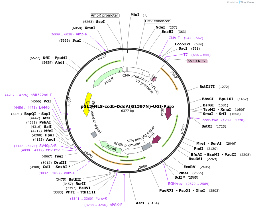 173235-plasmid-map-sequence-id-343236
