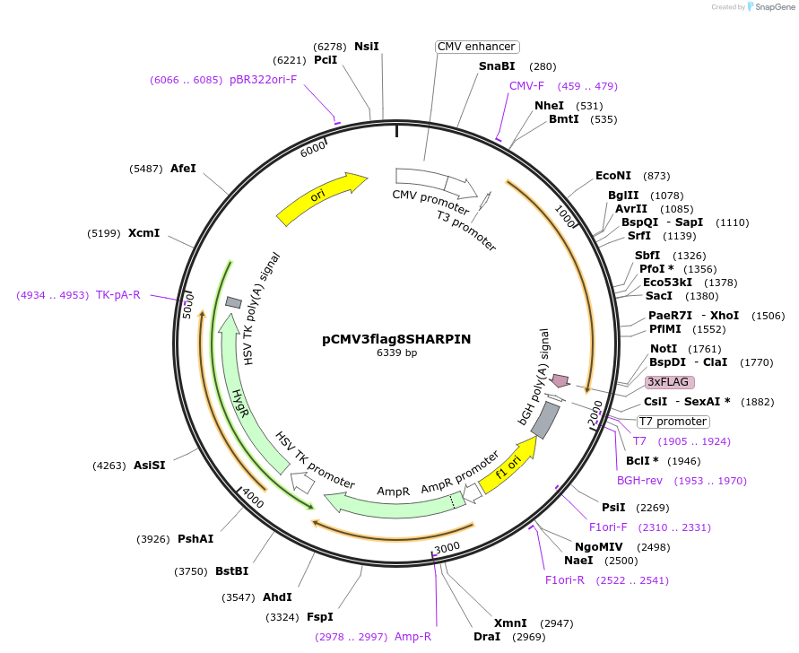 50014-plasmid-map-sequence-id-343237