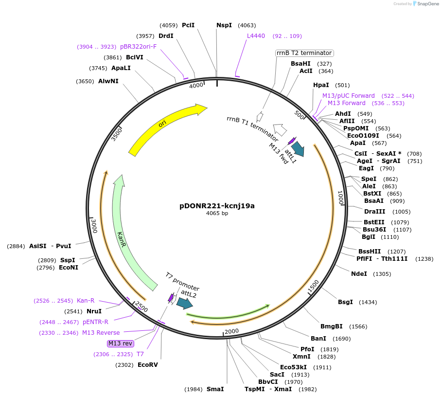 173148-plasmid-map-sequence-id-343307