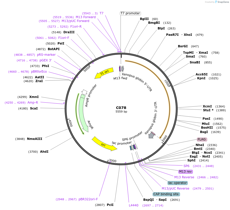 174347-plasmid-map-sequence-id-343308