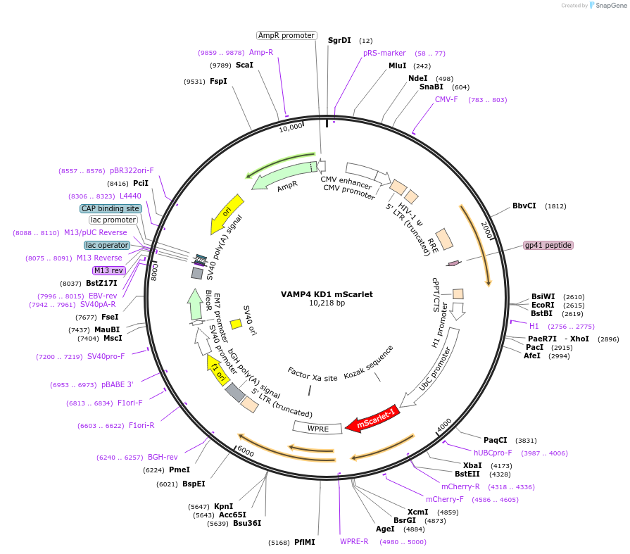 174407-plasmid-map-sequence-id-343324