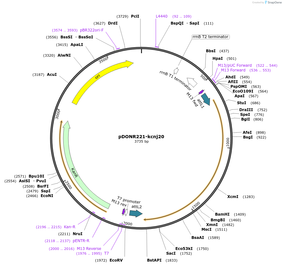 173150-plasmid-map-sequence-id-343327