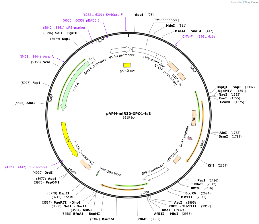 174288-plasmid-map-sequence-id-343337
