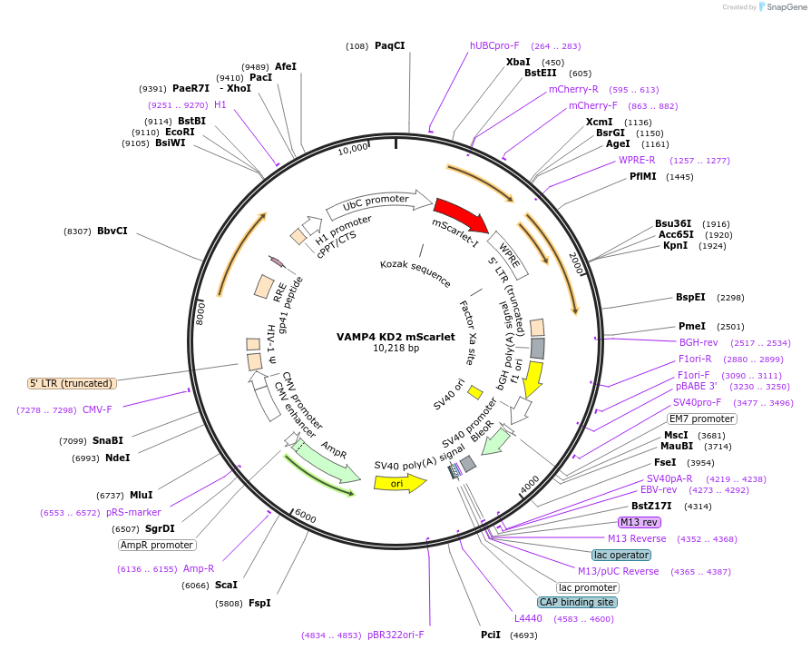 174408-plasmid-map-sequence-id-343343