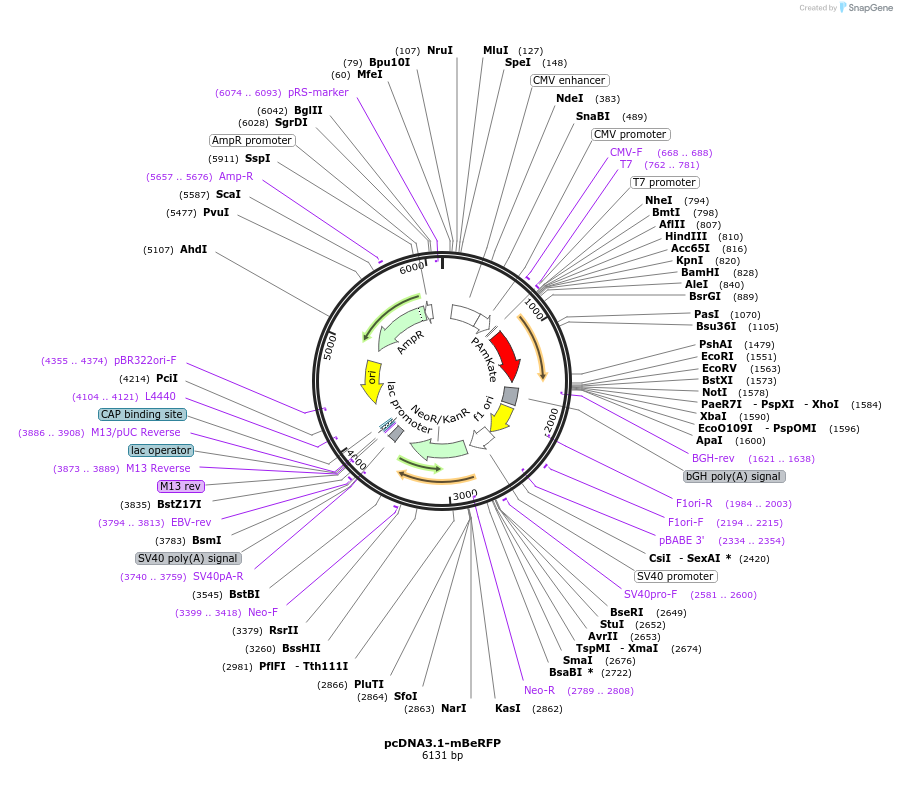 175173-plasmid-map-sequence-id-343348