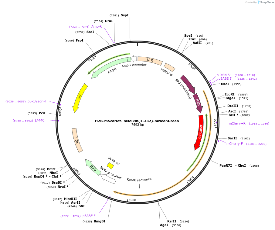 174714-plasmid-map-sequence-id-343359