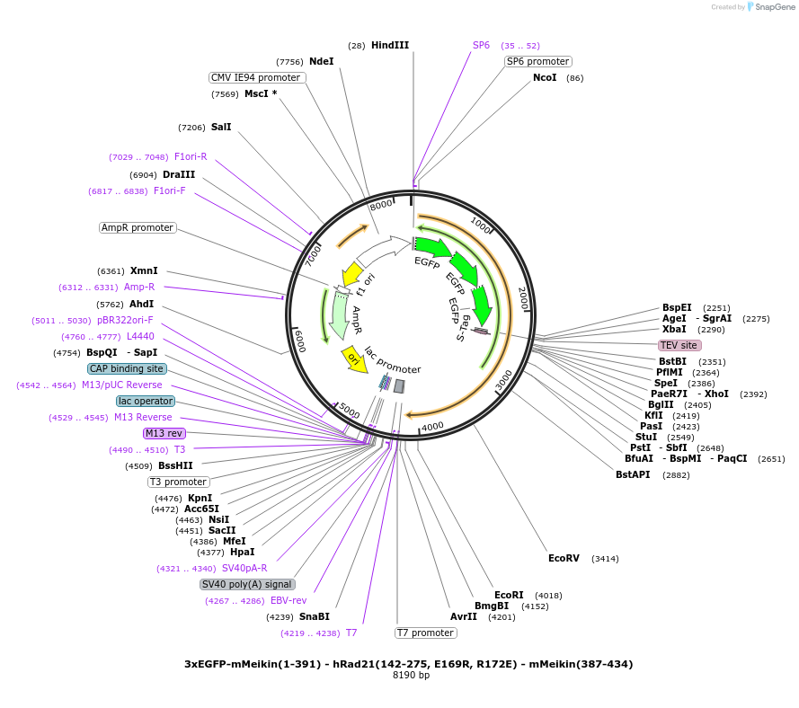 174713-plasmid-map-sequence-id-343367