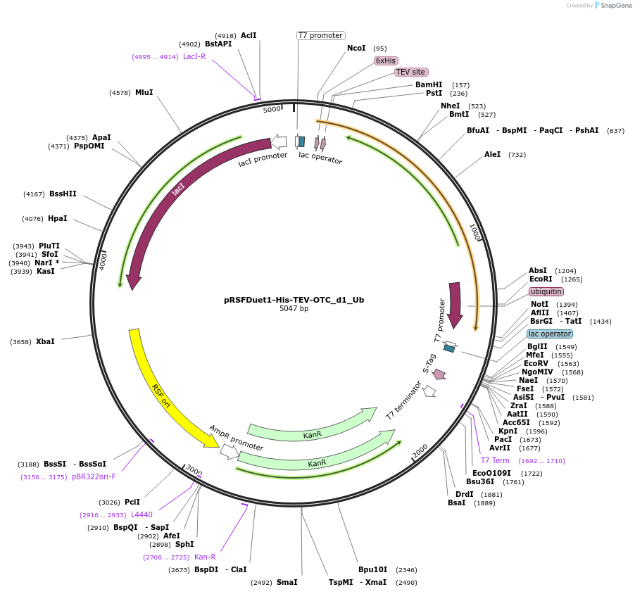 170729-plasmid-map-sequence-id-343392