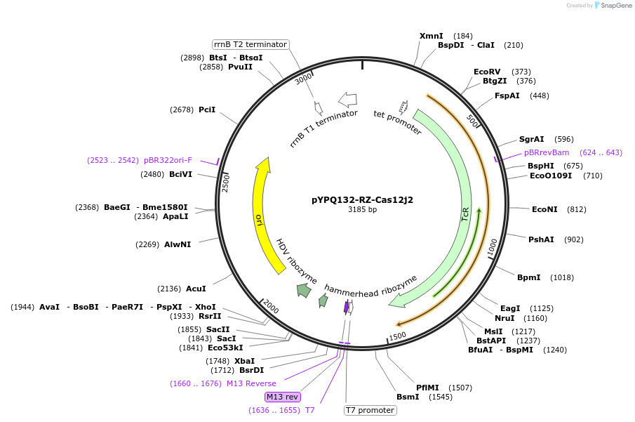 173928-plasmid-map-sequence-id-343398