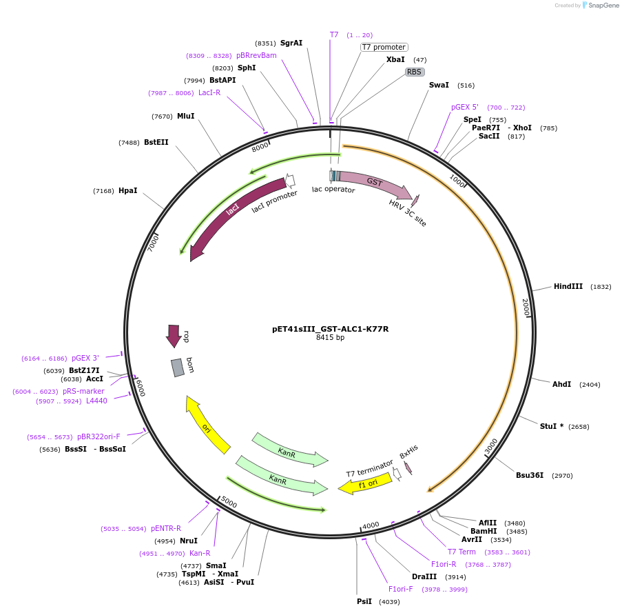174813-plasmid-map-sequence-id-343401