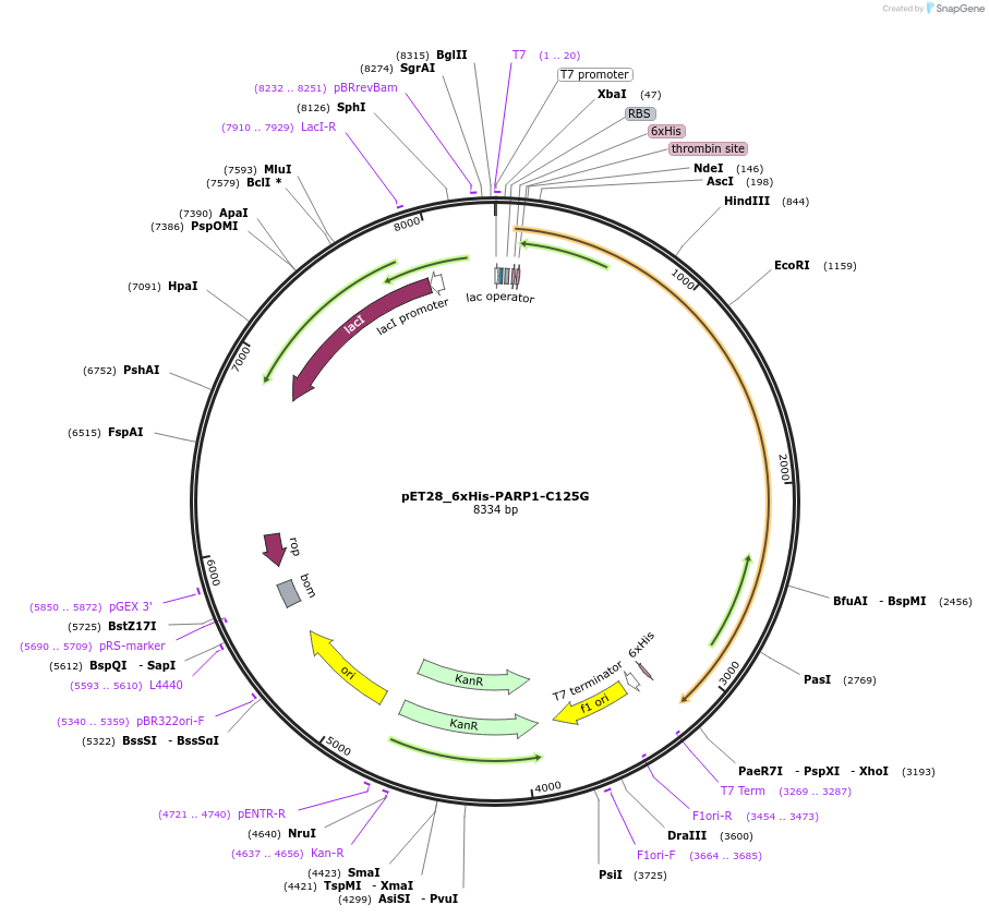 174792-plasmid-map-sequence-id-343403