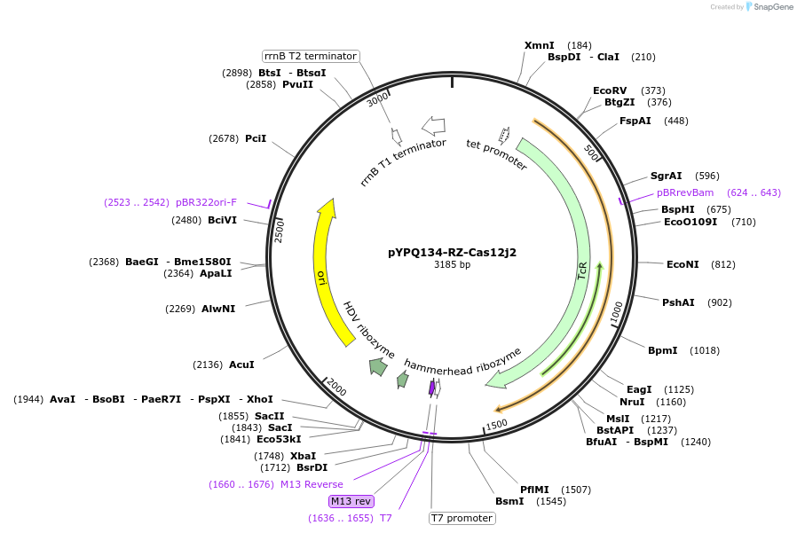 173930-plasmid-map-sequence-id-343405