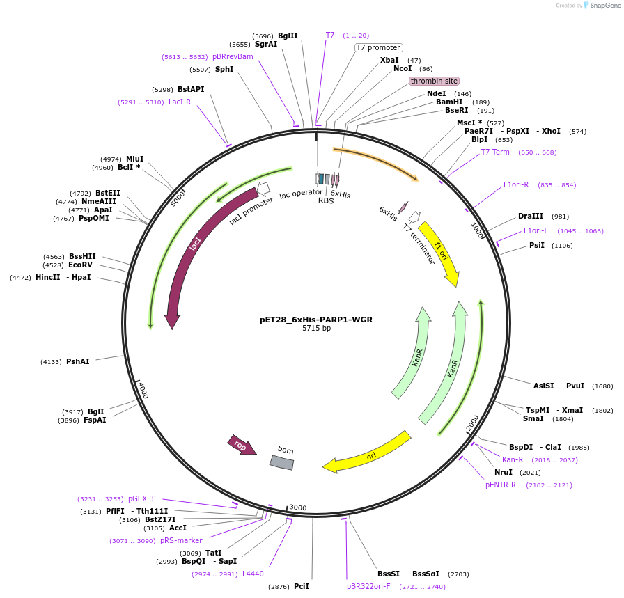 174808-plasmid-map-sequence-id-343413