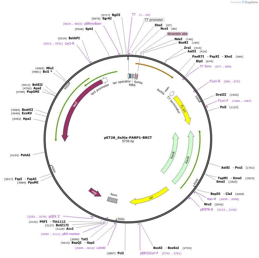 174807-plasmid-map-sequence-id-343424