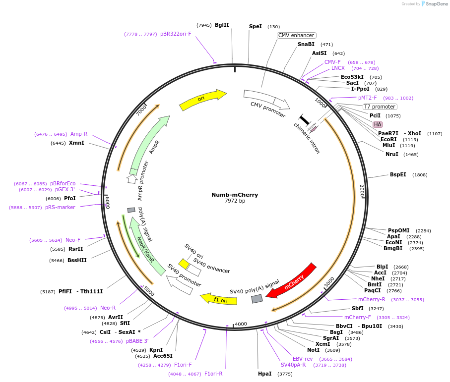 174193-plasmid-map-sequence-id-343425