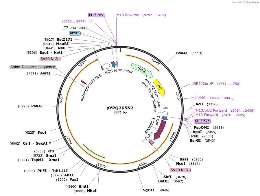 174001-plasmid-map-sequence-id-343426