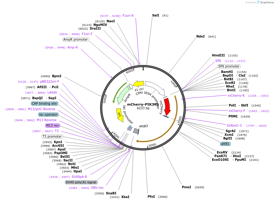 174192-plasmid-map-sequence-id-343427