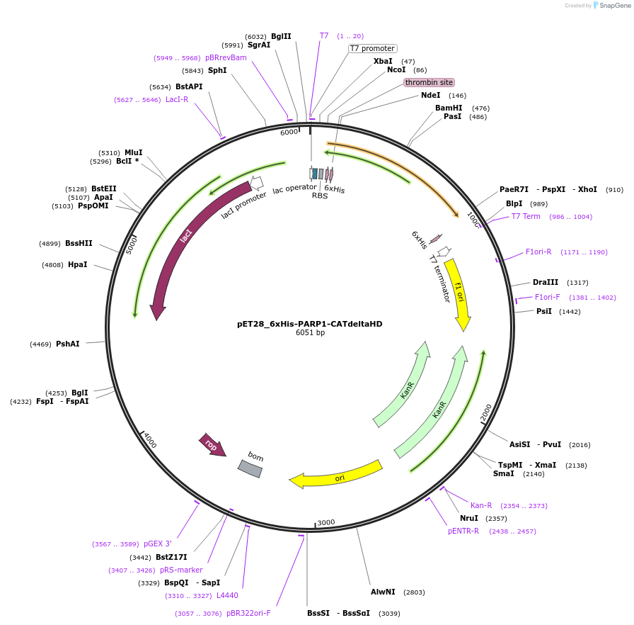 174811-plasmid-map-sequence-id-343437