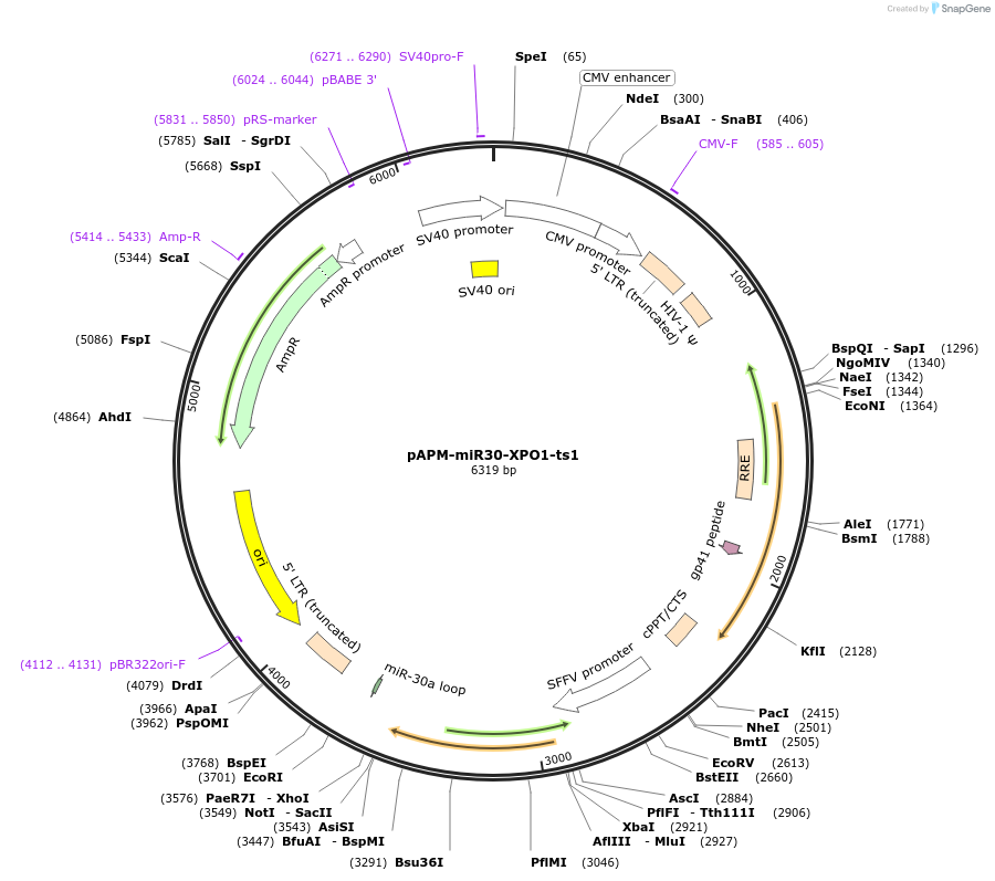 174286-plasmid-map-sequence-id-343453
