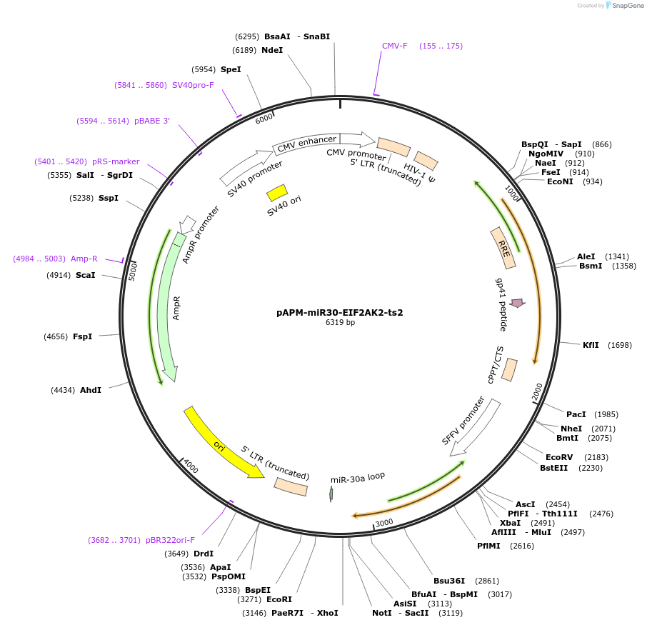 174248-plasmid-map-sequence-id-343459
