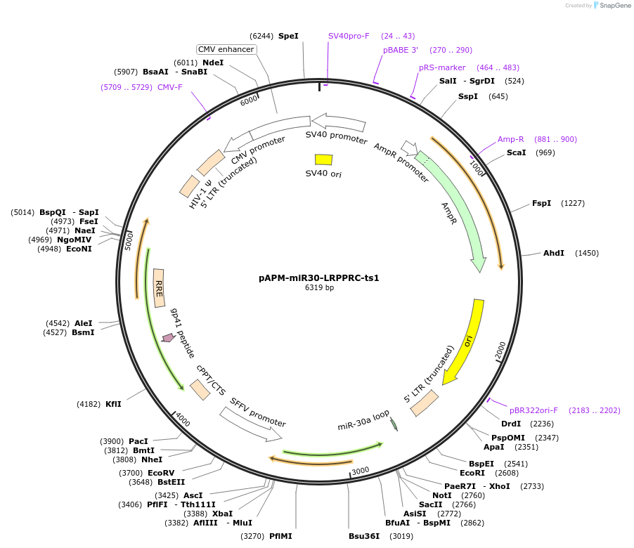 174268-plasmid-map-sequence-id-343461