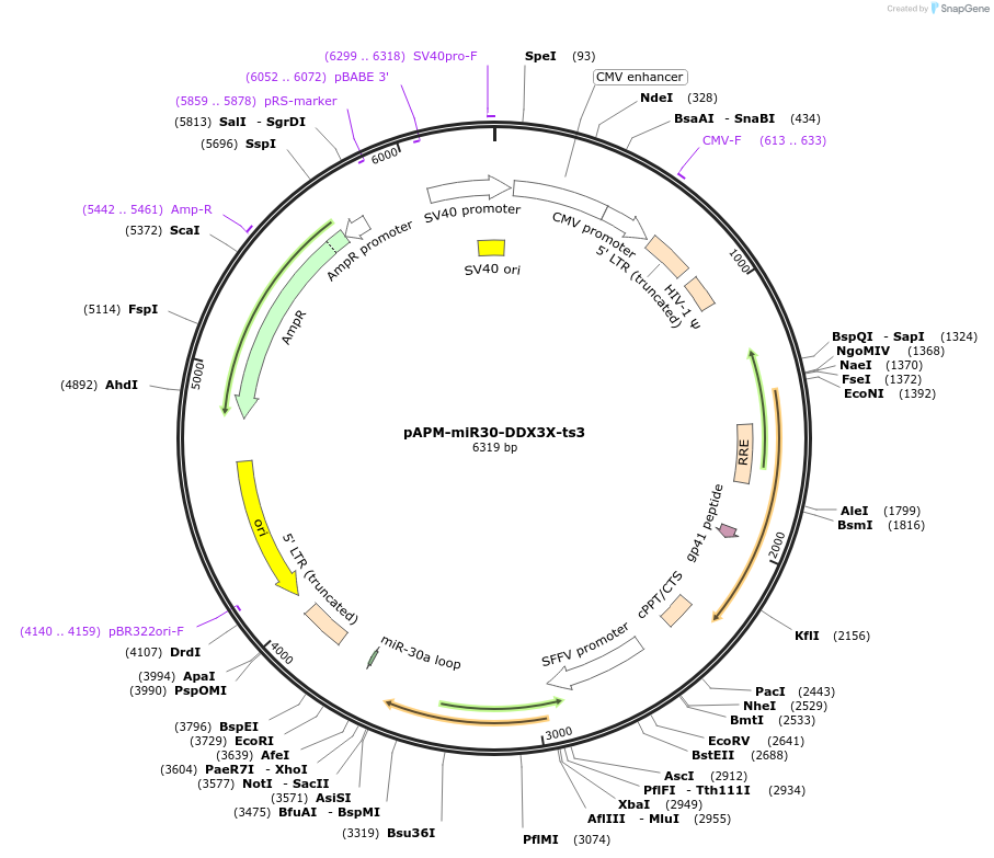 174237-plasmid-map-sequence-id-343465
