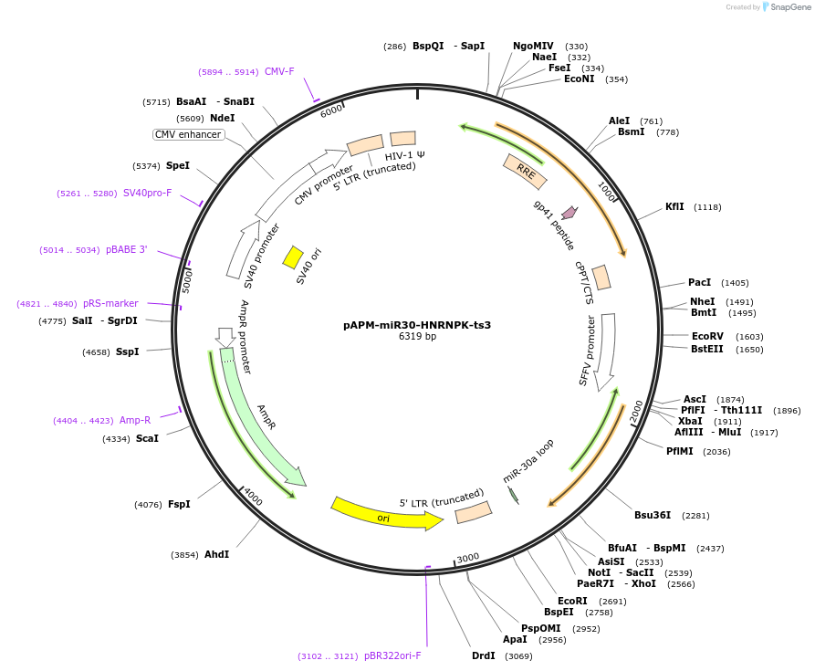 174252-plasmid-map-sequence-id-343467