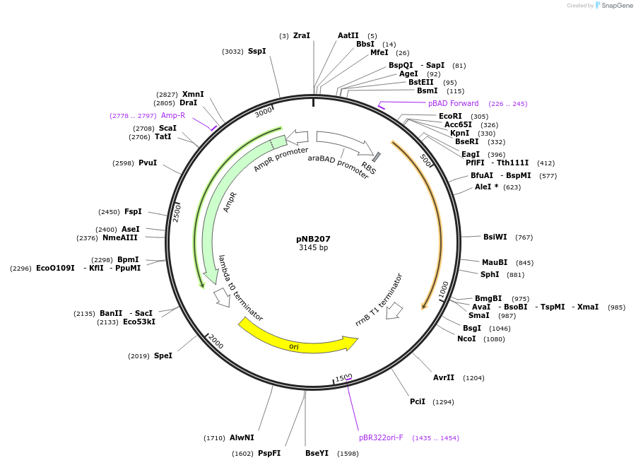 169118-plasmid-map-sequence-id-343469