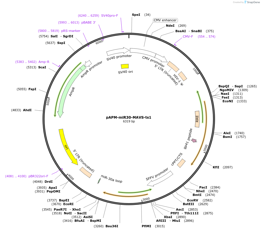 174274-plasmid-map-sequence-id-343472