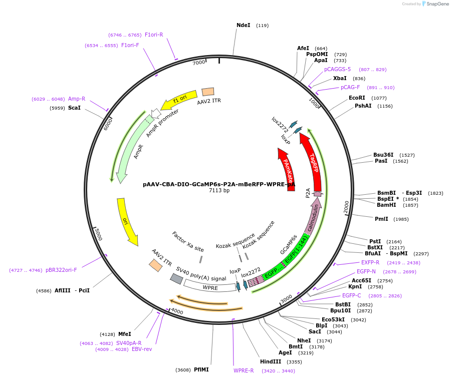 175177-plasmid-map-sequence-id-343479