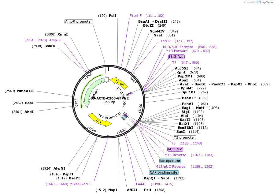 170726-plasmid-map-sequence-id-343481