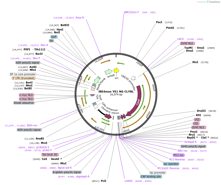 174570-plasmid-map-sequence-id-343490