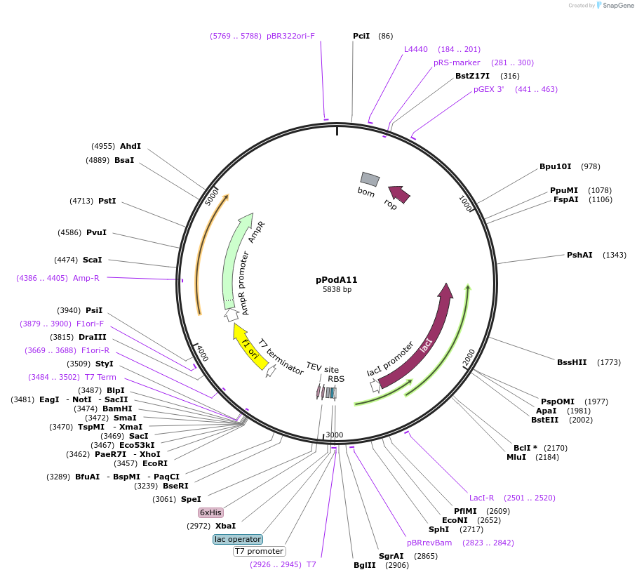 162843-plasmid-map-sequence-id-343491