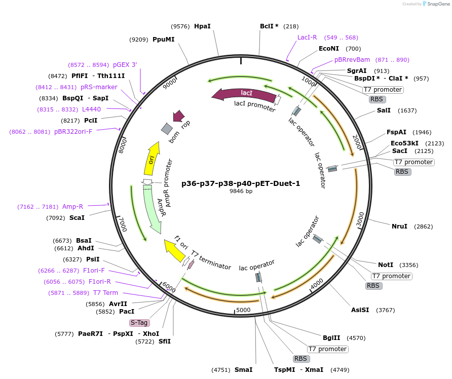 175049-plasmid-map-sequence-id-343496