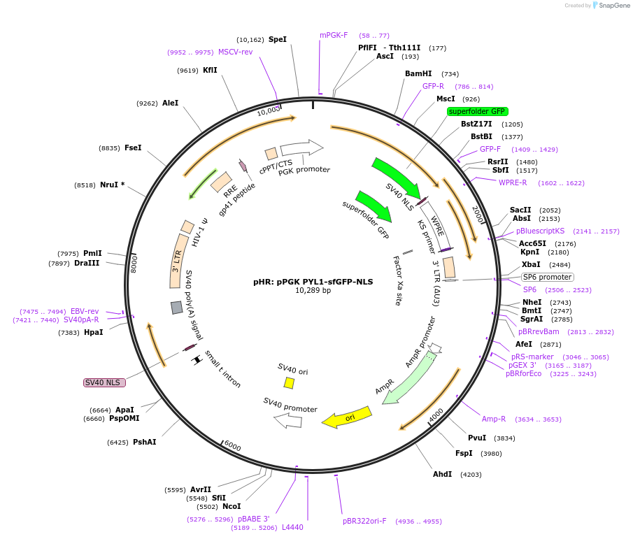 174116-plasmid-map-sequence-id-343502