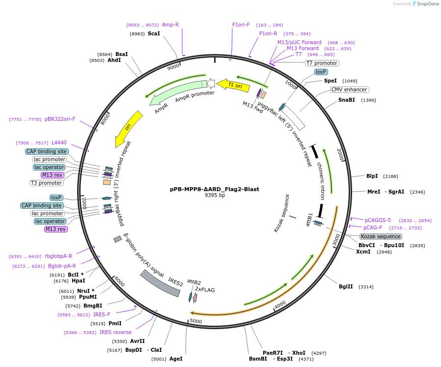 175041-plasmid-map-sequence-id-343505
