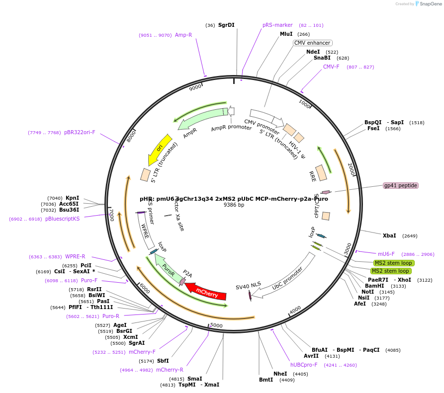 174119-plasmid-map-sequence-id-343506