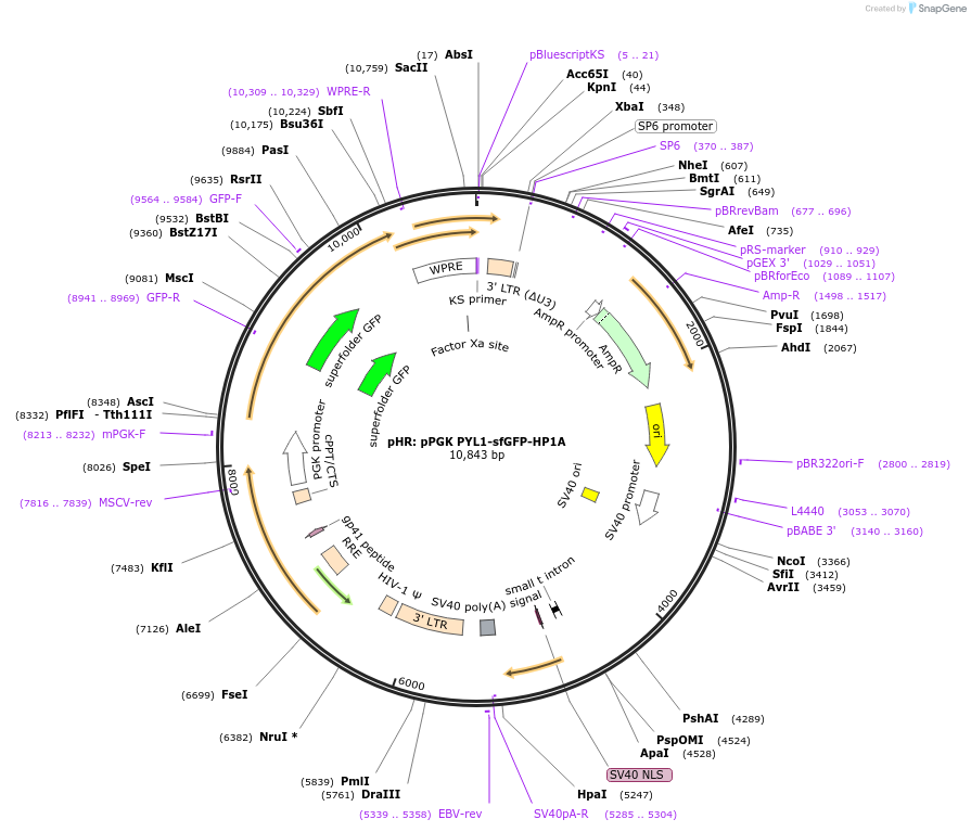 174132-plasmid-map-sequence-id-343507