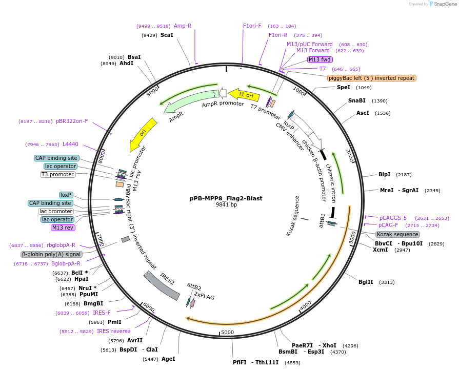 175038-plasmid-map-sequence-id-343509