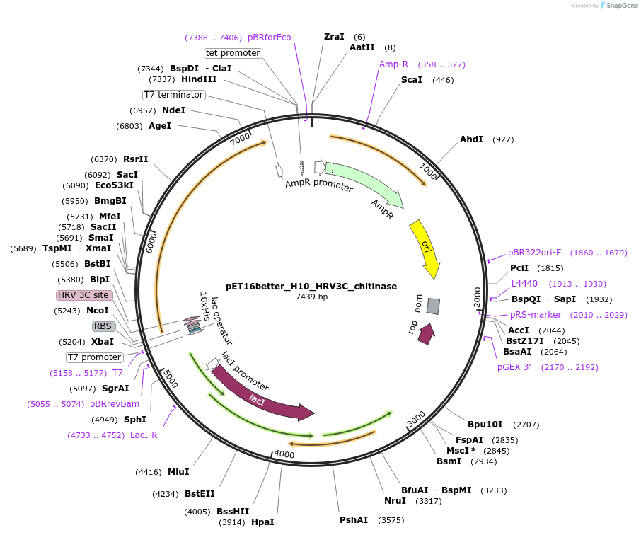 175091-plasmid-map-sequence-id-343510