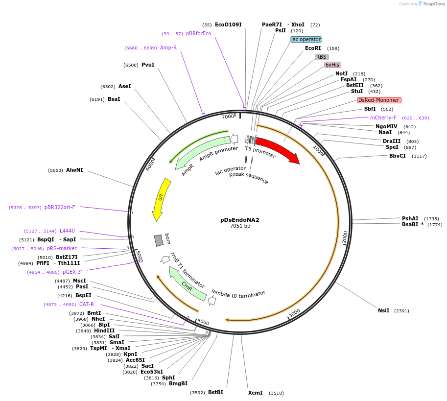 174728-plasmid-map-sequence-id-343513