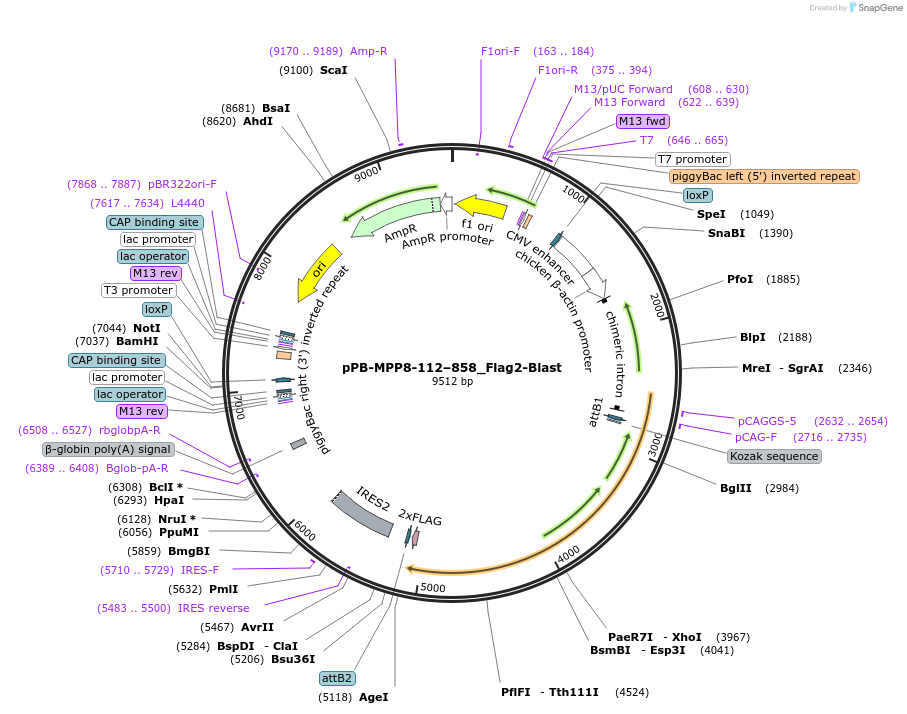 175039-plasmid-map-sequence-id-343514