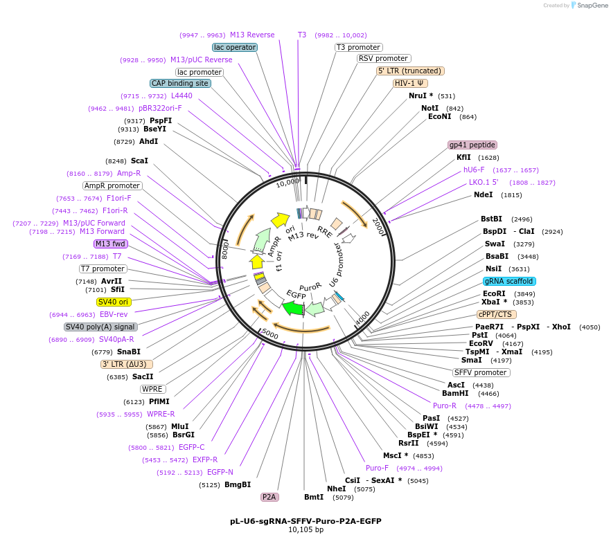 175037-plasmid-map-sequence-id-343516