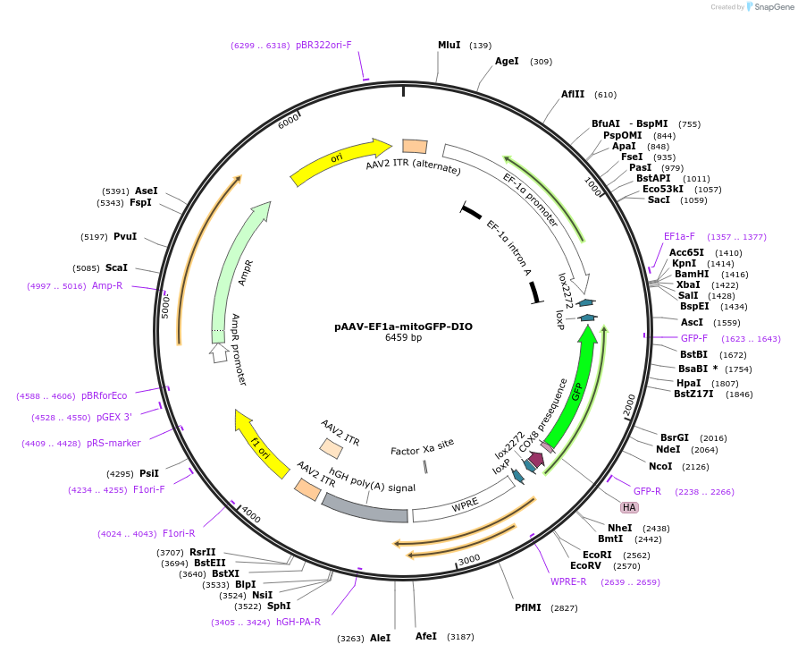 174112-plasmid-map-sequence-id-343518