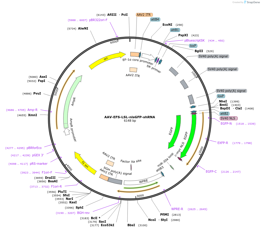175584-plasmid-map-sequence-id-343519