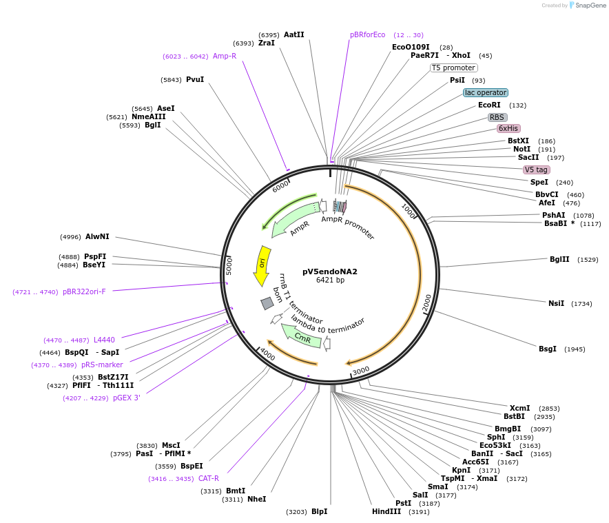 174729-plasmid-map-sequence-id-343520