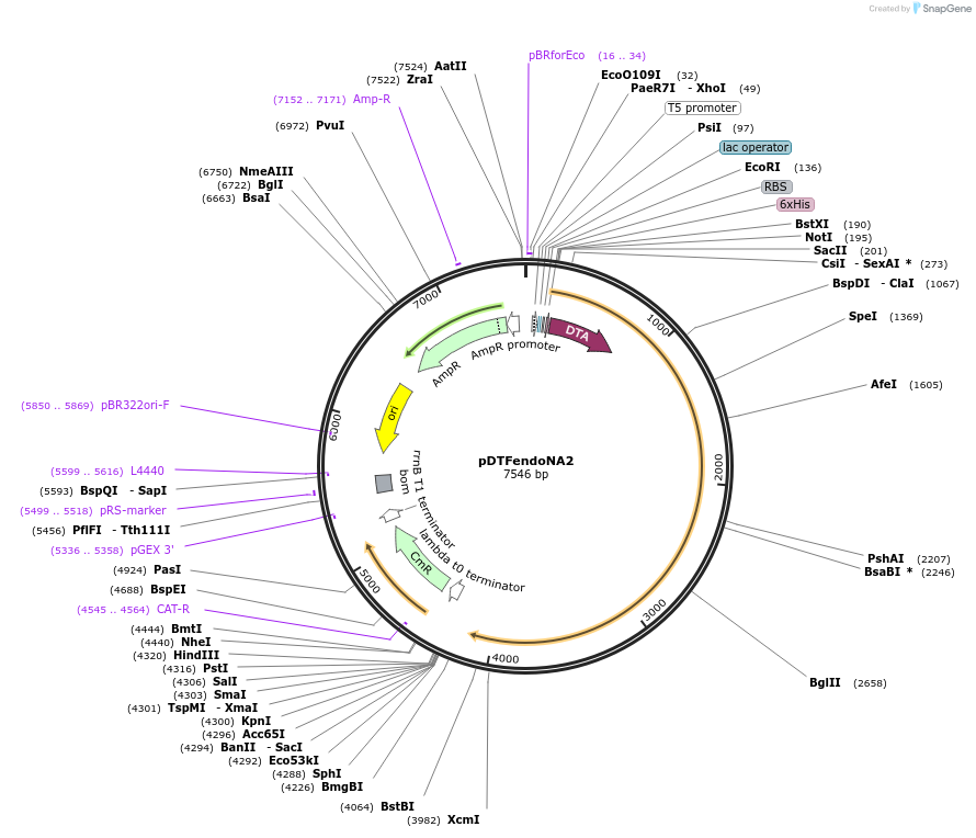 174731-plasmid-map-sequence-id-343522