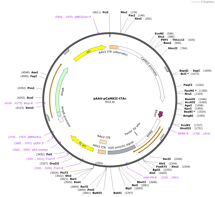 172125-plasmid-map-sequence-id-343524