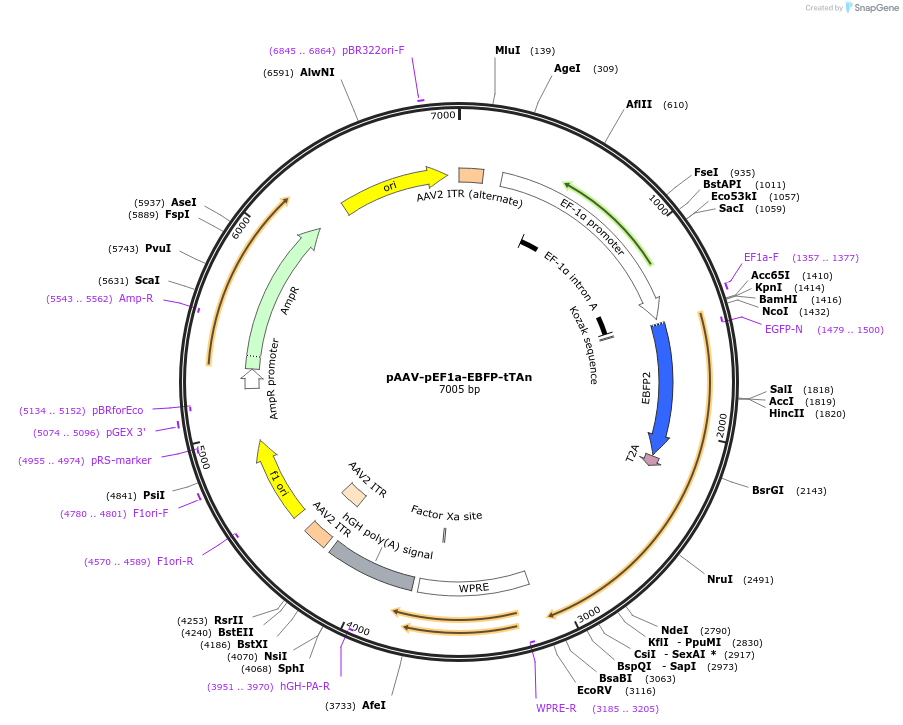 172122-plasmid-map-sequence-id-343527