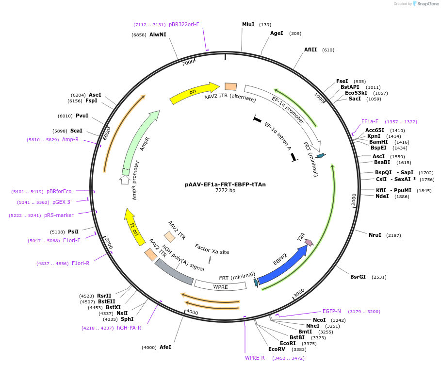 172127-plasmid-map-sequence-id-343529